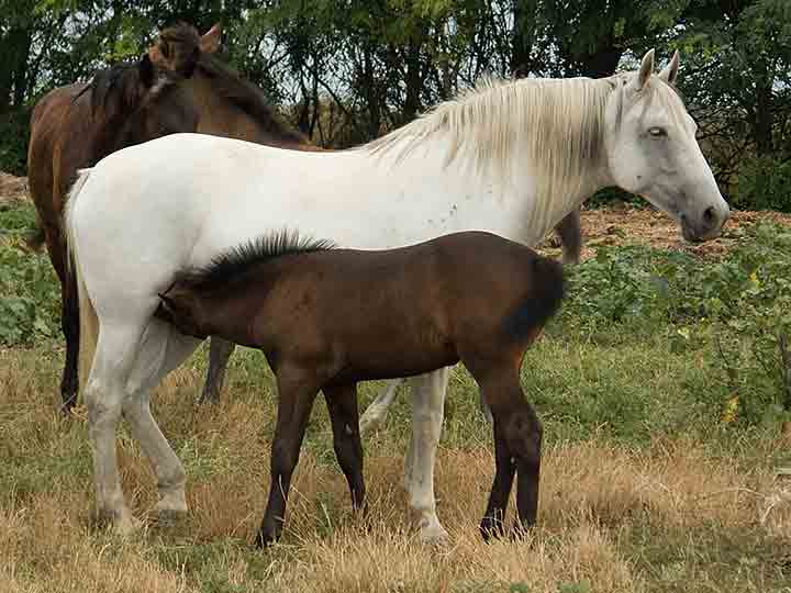 Spava kav sisanče ...