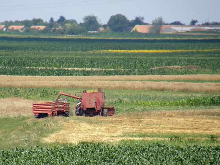 Počela je žetva 2008-me !!!