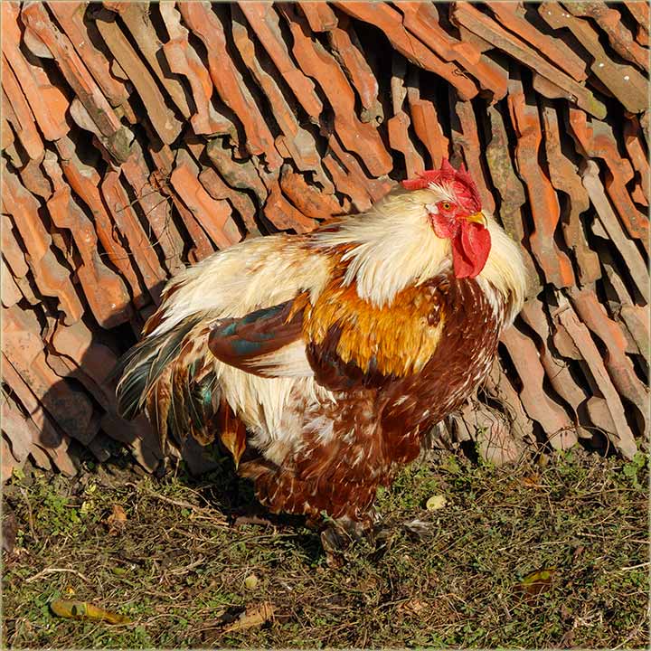 Vidi se, da mu nešto..., baš i nije po volji !!!