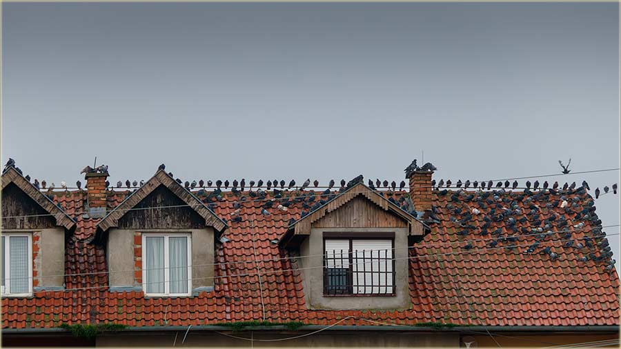 Gulubice, gulubčići i golubovi, na mˆter !!!