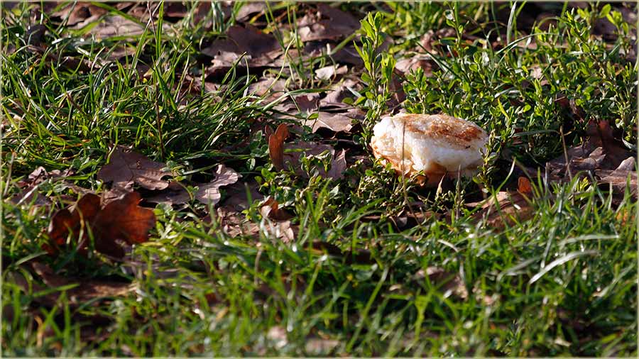 NeDajte, da Vas Sm�ljka privari !!!